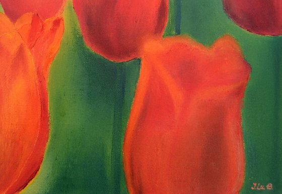 Scarlet tulips