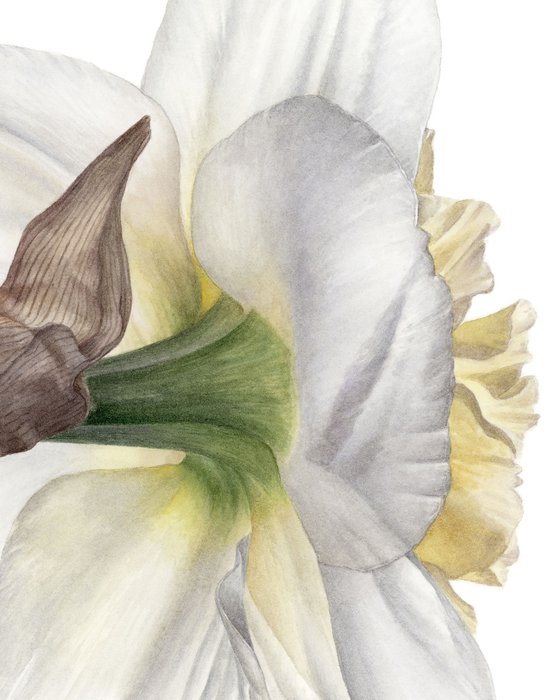 Daffodil, Back View