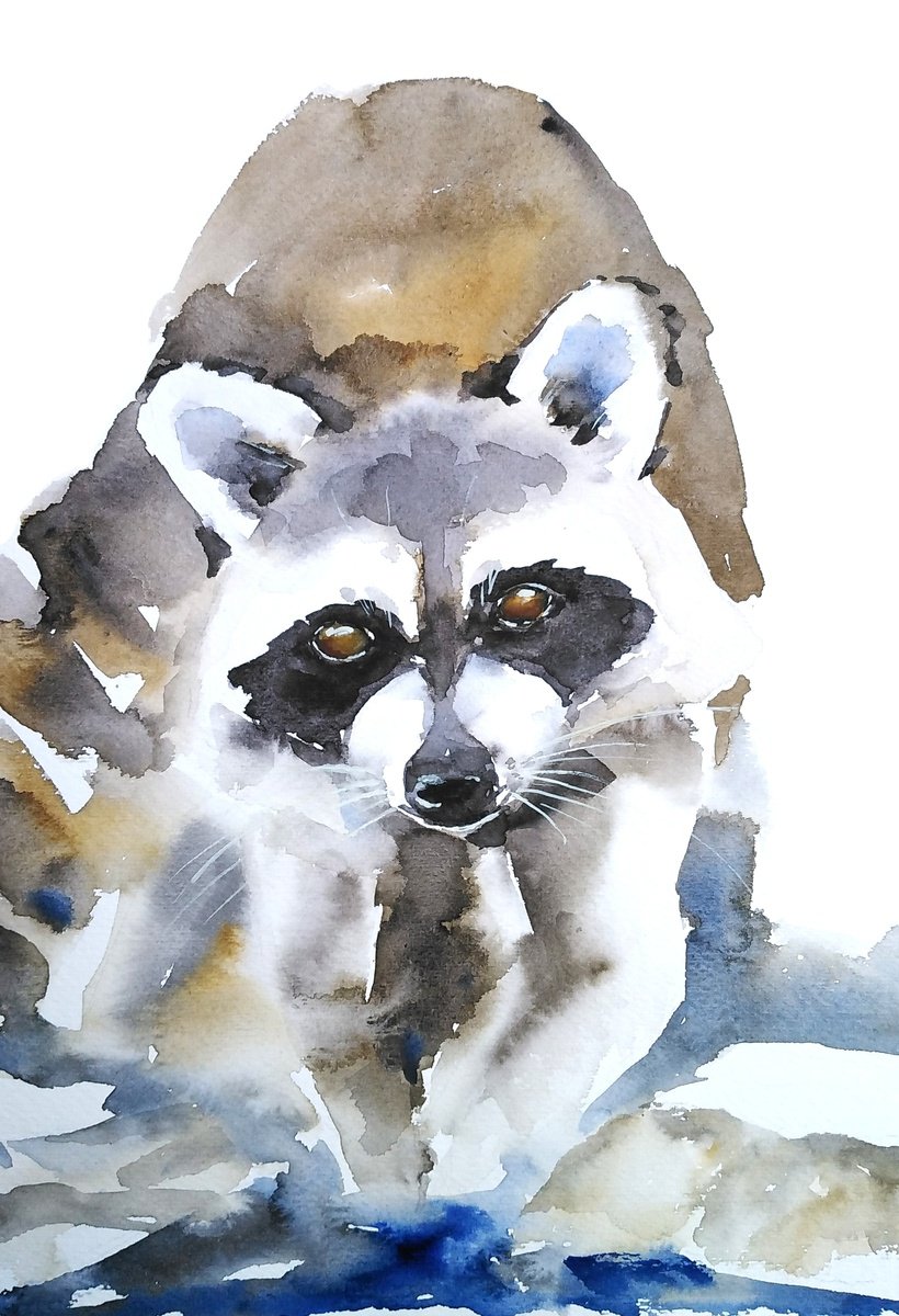 Raccoon washbear watercolor illustration by Tanya Amos