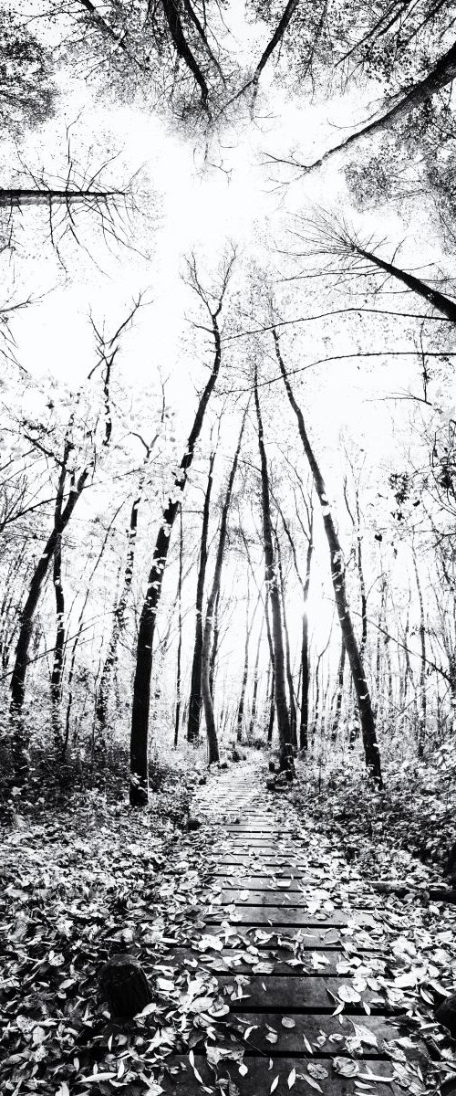 guided by trees by Christian  Schwarz