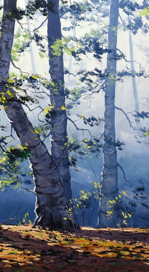 Forest trees and Sun rays by Graham Gercken