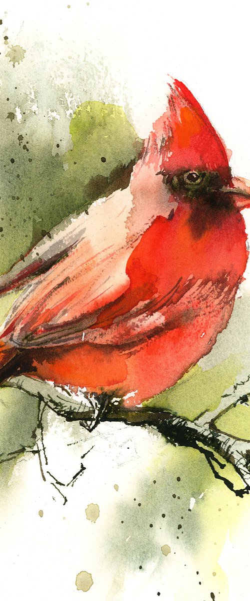 Northern Cardinal Bird by Sophie Rodionov