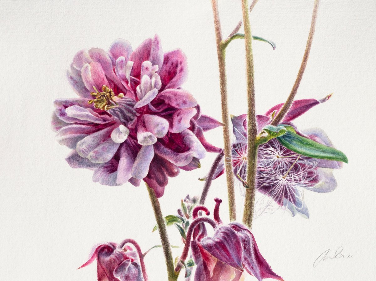 Photorealistic Botanical Watercolour By Lida Duchnewitsch, 20 X 16", Aquilegia In The Garden, Original Artwork