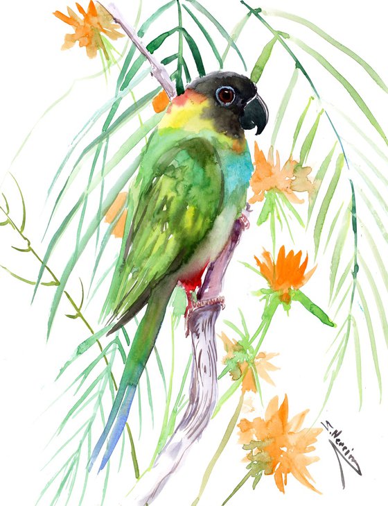 Nandai Parakeet