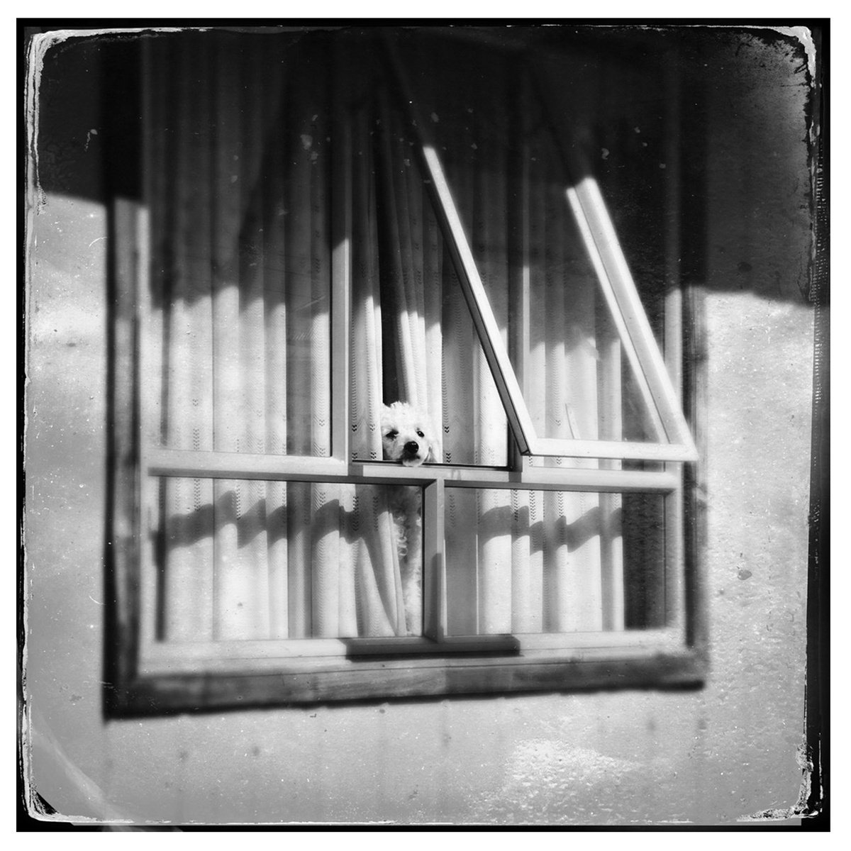 POODLE IN WINDOW, PUERTO NATALES, CHILE 10TH OCTOBER 2015 by Anna Bush