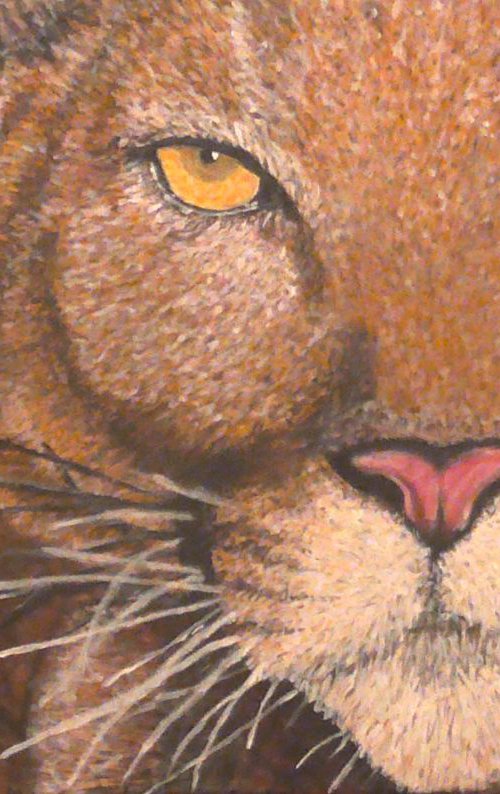 Florida Panther by Robbie Potter