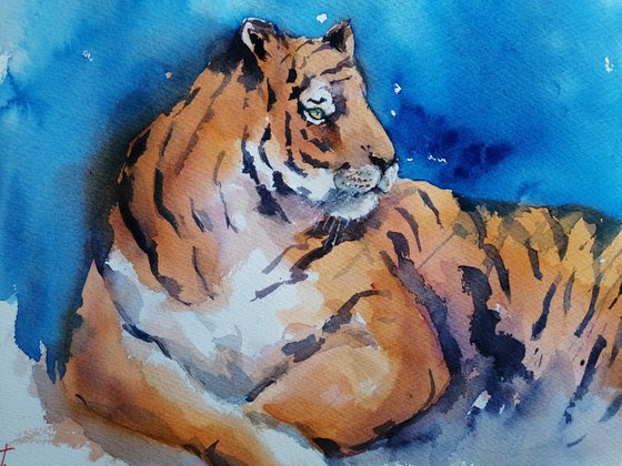 tiger 7