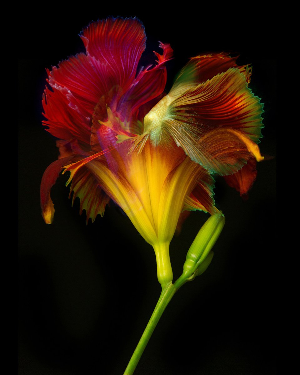 Photorealistic Botanical Photograph By Michael Filonow, 26 X 32", Kaleidoscope 18, Original Artwork