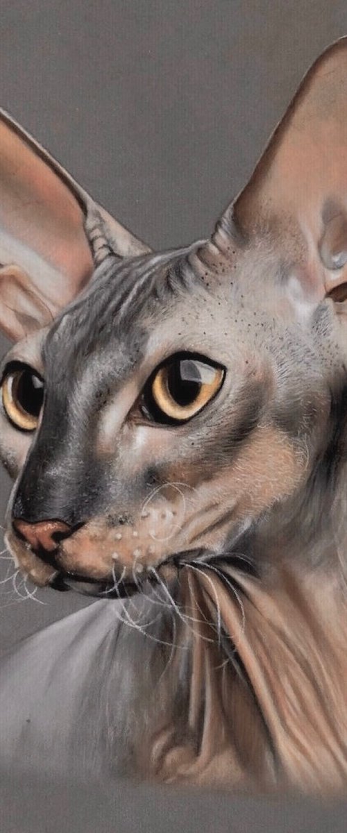 Sphynx cat by Clare Parkes