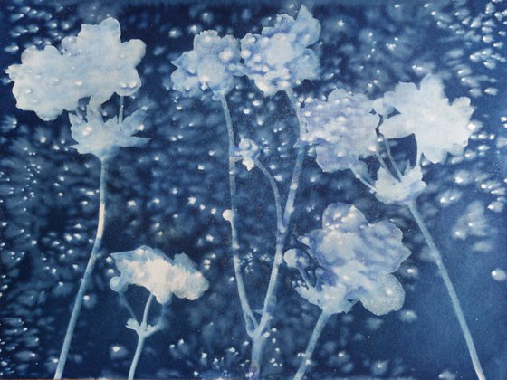 Japanese Anemone  Cyanotype