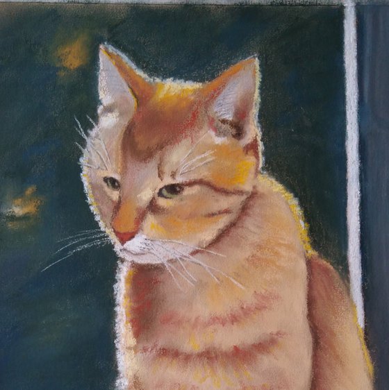 Ginger cat lit by the sun - the best gift for cat lovers
