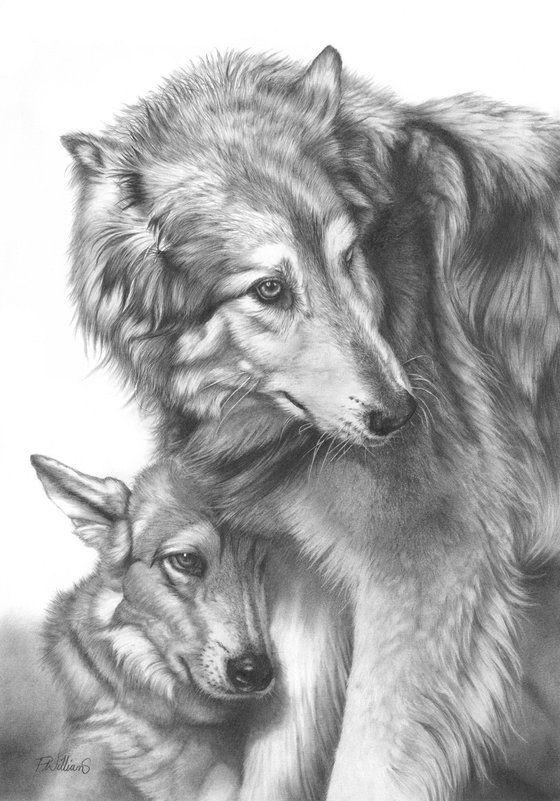 cool wolf drawings in pencil