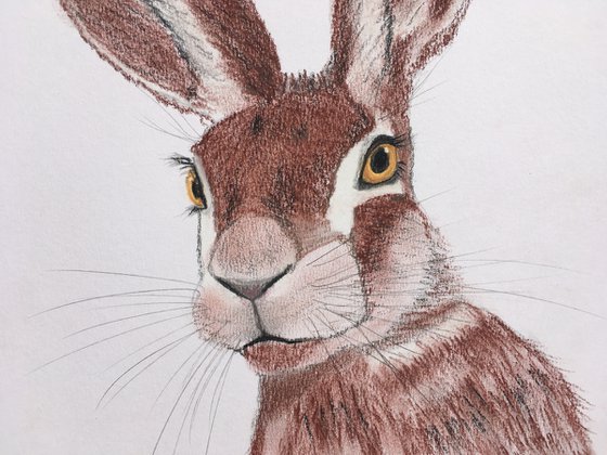 Hare