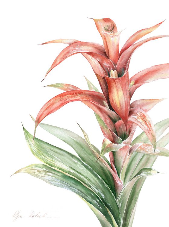 Red Guzmania