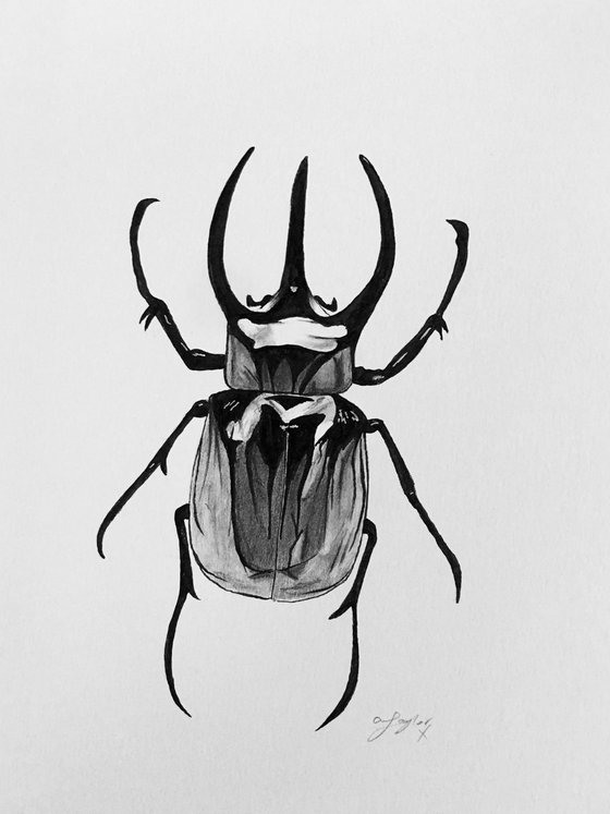 Black Beetle