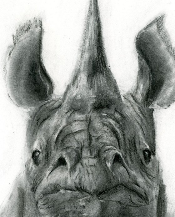 Rhinoceros