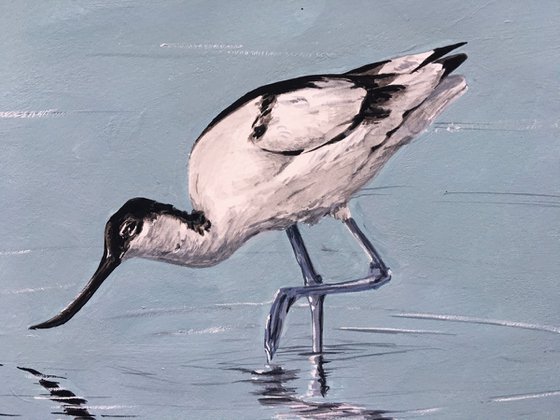 Avocet Feeding