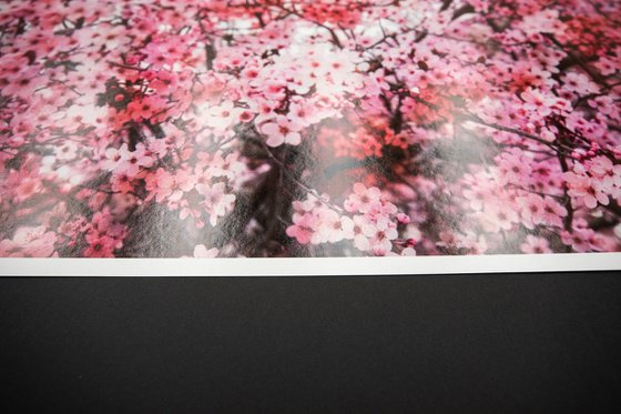 Romantic Sakura I (Samsung TV artwork)