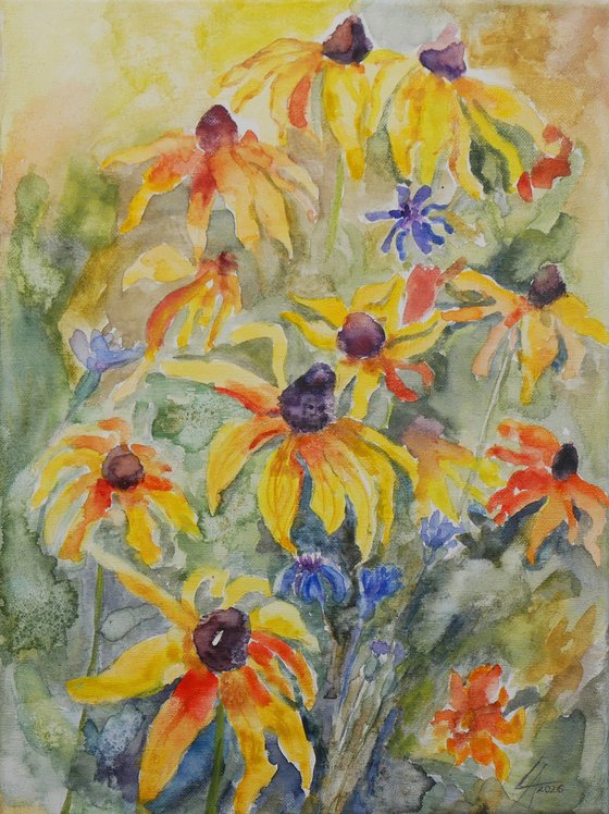 Wildflower Meadow: Rudbeckia & Cornflowers