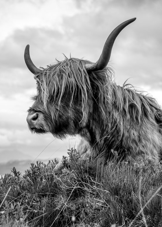 Highland Cattle - Elgol Isle of Skye