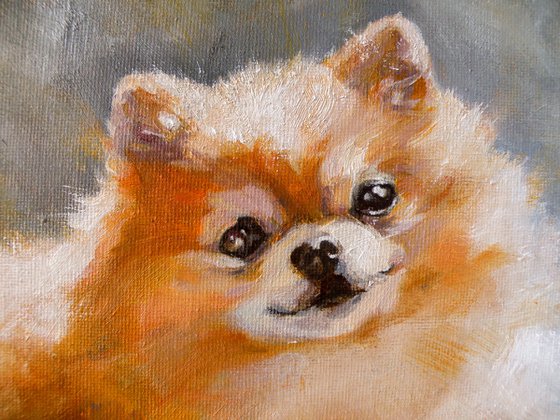 Portrait of a pomeranian