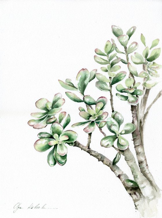 Jade Plant