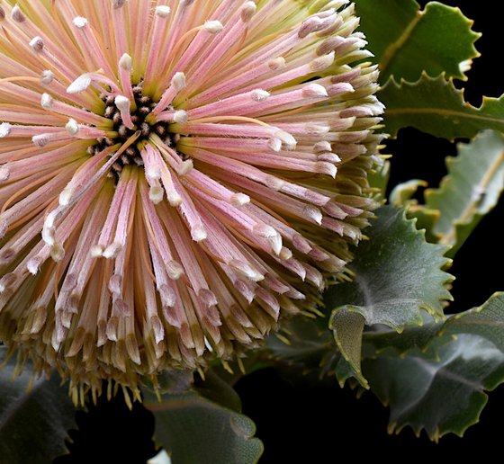 Banksia Flower