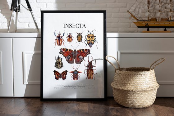 INSECTA (natural history Giclee print)