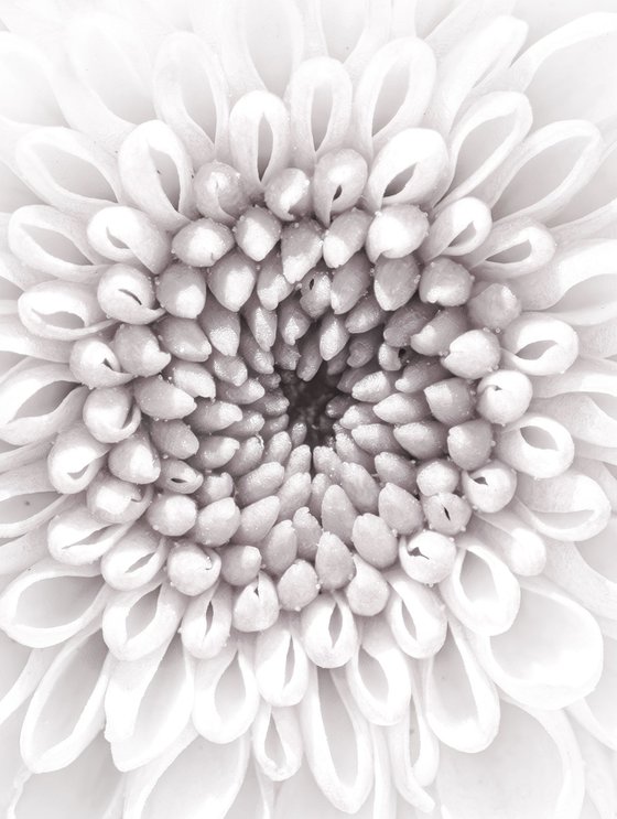 Echoes of Memory Bloom