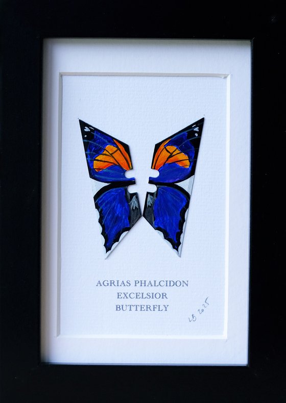 Agrias Phalcidon Excelsior butterfly