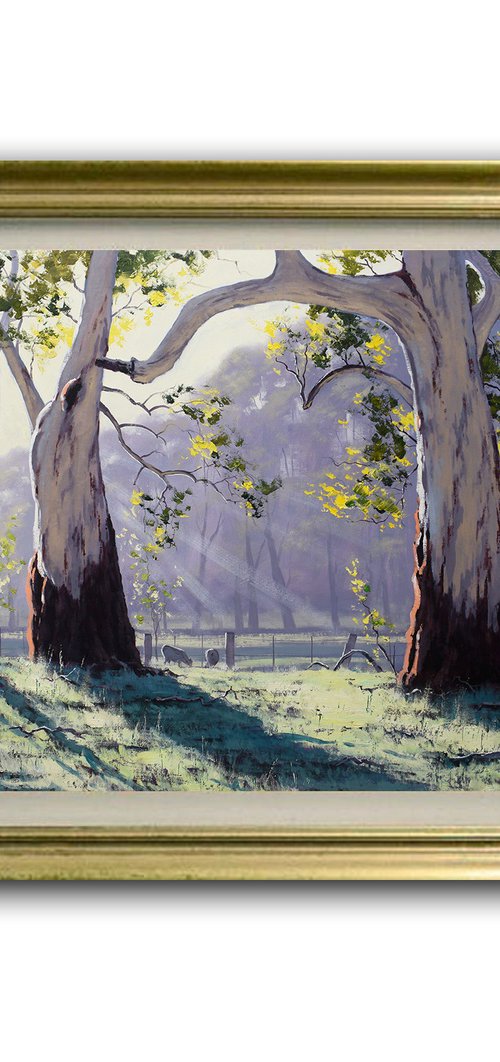 Gum Trees In morning Light by Graham Gercken