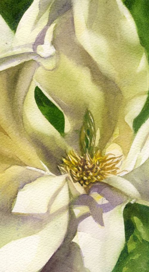 yellow magnolia by Alfred  Ng