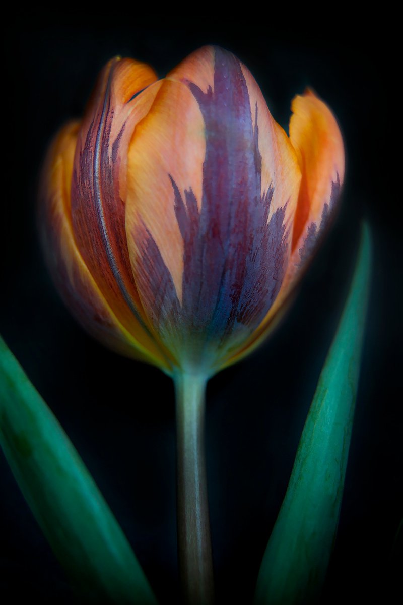 Tulip 12 by MICHAEL FILONOW
