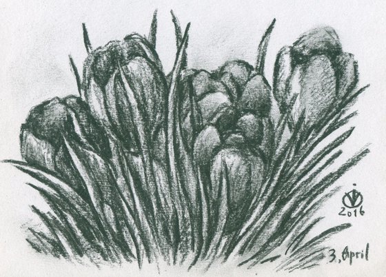 Crocuses