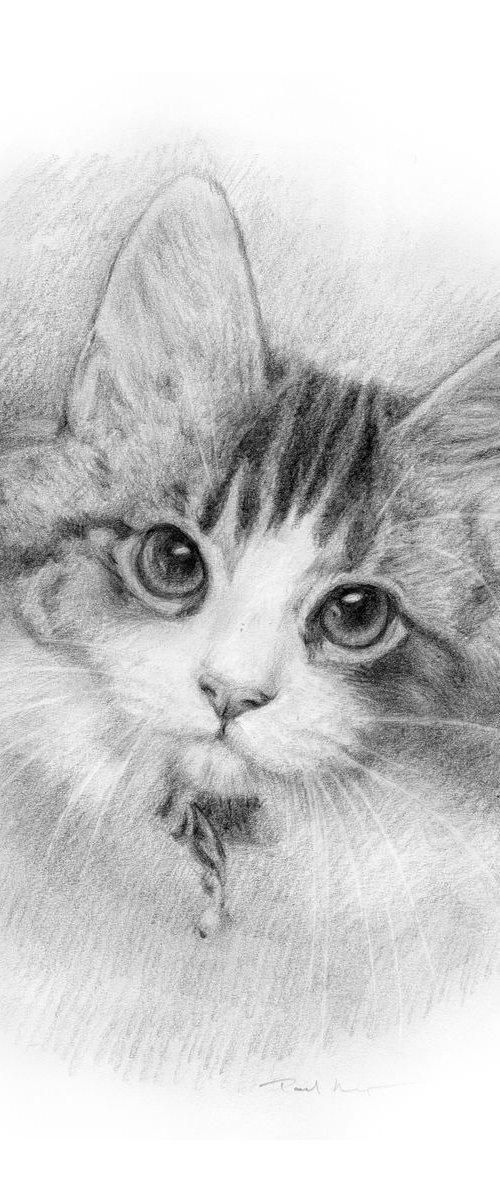 Kitten by Paul Moyse