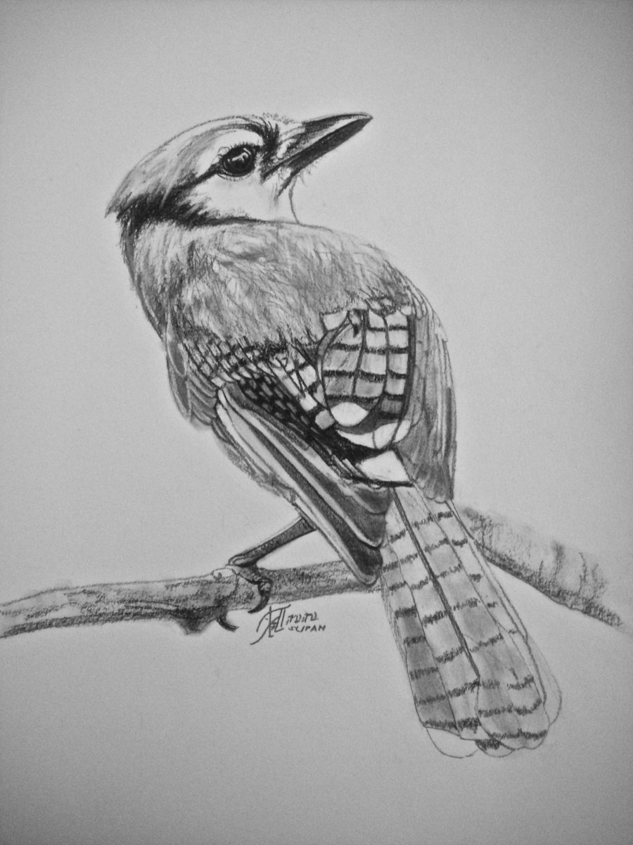 Black and White Blue Jay Art Board Print for Sale by Pencil-Art