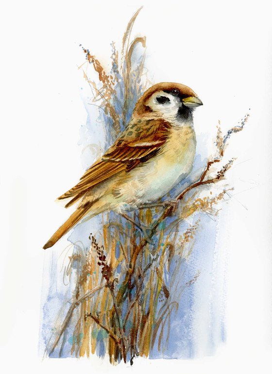 Tree sparrow, european bird