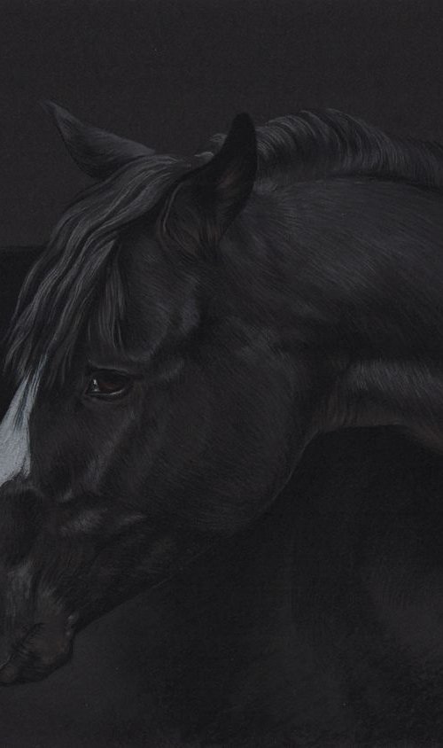 Pastel portrait of black horse by Olga Tsvetkova