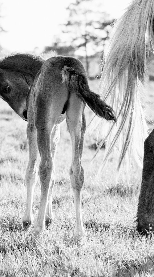 SPRING FOAL by Andrew Lever