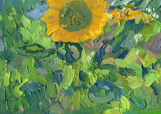 Sunflowers. Turunc