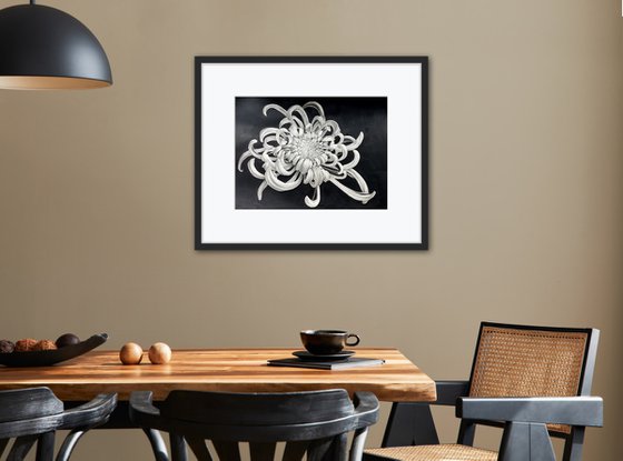 Chrysanthemum (30x40 cm) original botanical artwork
