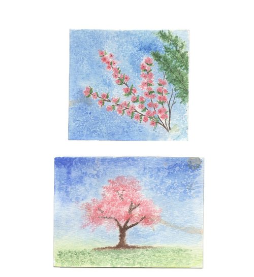 Cherry Blossoms by Shweta  Mahajan