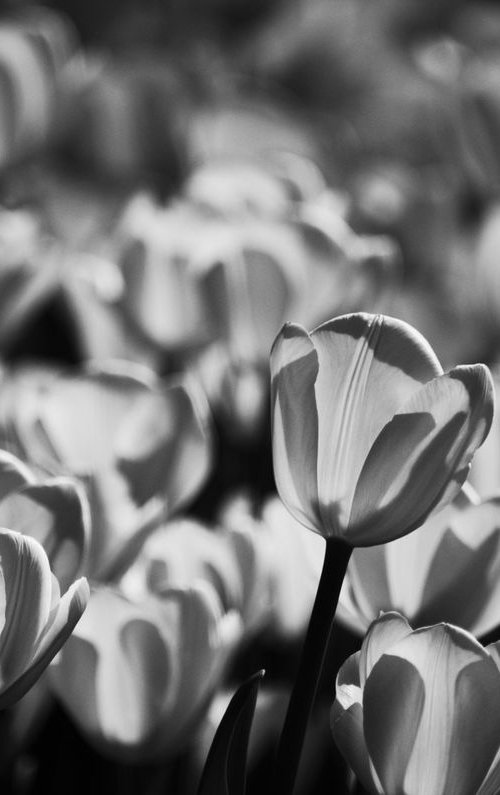 Tulips, Study II [Framed; also available unframed] by Charles Brabin