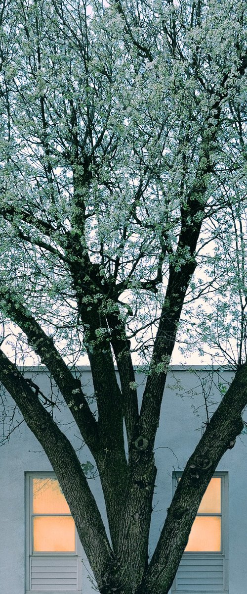 Some Enchanted Evening by Journey Gong