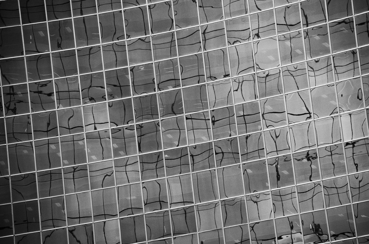 Geometric Botanical Photograph By Charles Brabin, 17 X 12, Windows Ix, Original Artwork