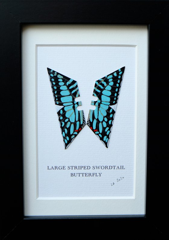 Large Striped Swordtail Butterfly