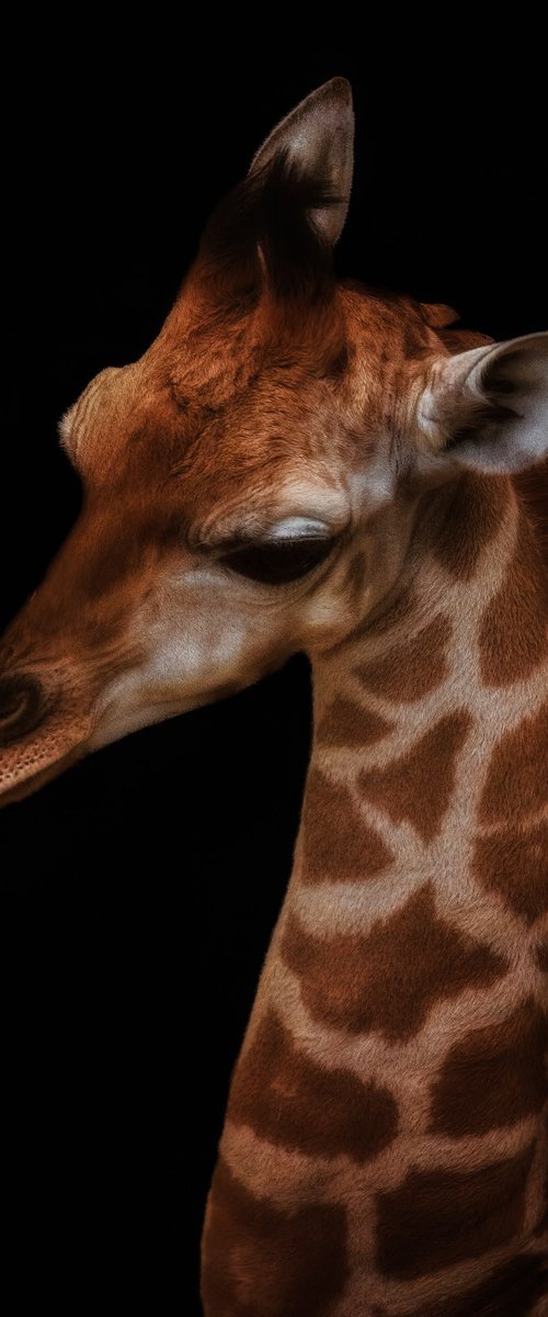 Baby Giraffe headshot by Paul Nash