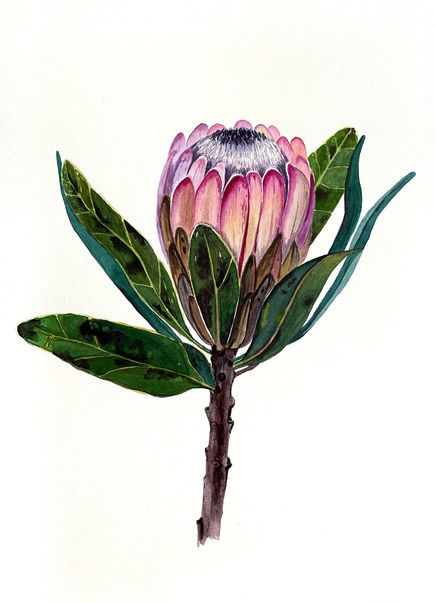 Protea by Tina Shyfruk