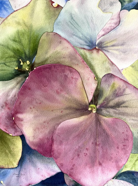 Chameleon Hydrangea