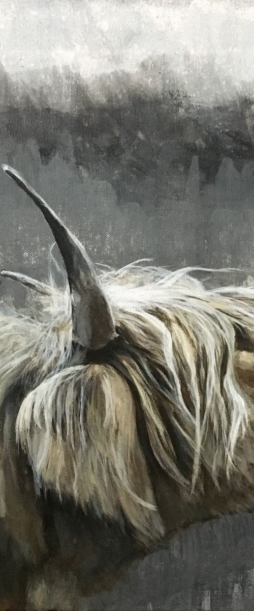 Highland cow, Highlands in grey by Paul Hardern